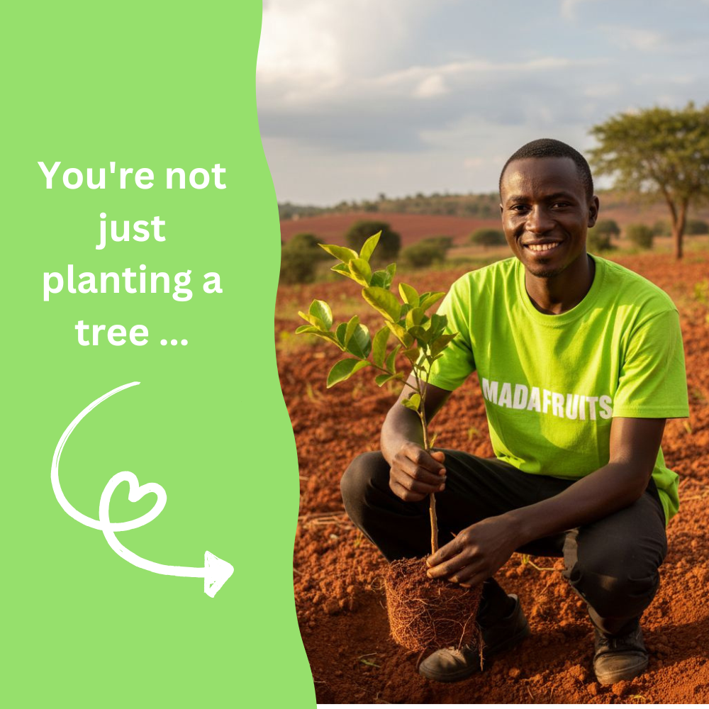 ❤️ Pomegranate Tree